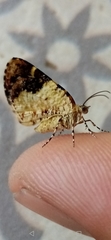 Heterusia
