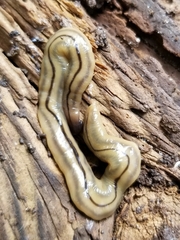 Bipalium pennsylvanicum