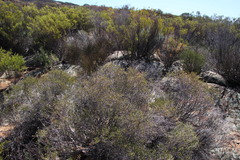 Passerina truncata