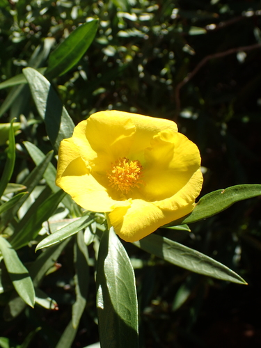Image of Hibbertia glaberrima by (c) ronavery, some rights reserved (CC BY)
