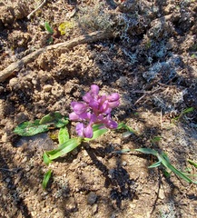 Anacamptis morio