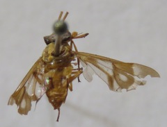 Chrysops variegatus