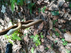 Pantherophis bairdi