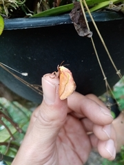 Pseudovipsania frigida