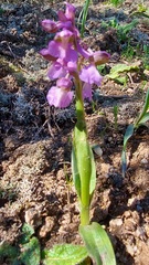 Anacamptis morio