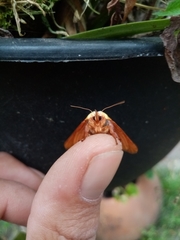 Pseudovipsania frigida