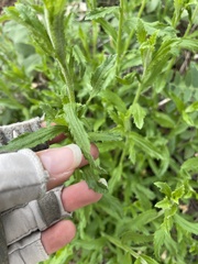 Baccharis plummerae plummerae