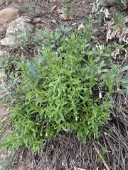 Baccharis plummerae plummerae