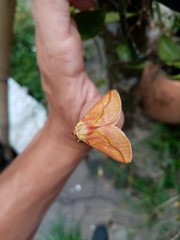 Pseudovipsania frigida