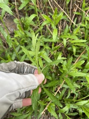 Baccharis plummerae plummerae