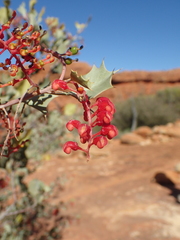 Grevillea wickhamii