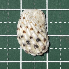 Cardita variegata image