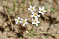 Leptosiphon parviflorus