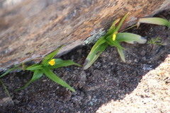 Pauridia gracilipes gracilipes