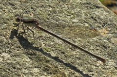 Argia fumipennis