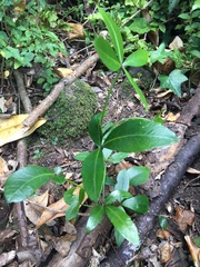 Pseudopanax lessonii