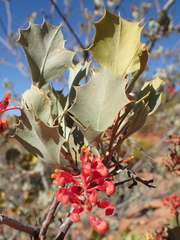 Grevillea wickhamii