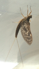 Callibaetis ferrugineus hageni