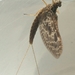 Red Speckled Dun - Photo (c) jonpetrov, some rights reserved (CC BY-NC), uploaded by jonpetrov