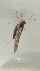 Callibaetis ferrugineus hageni