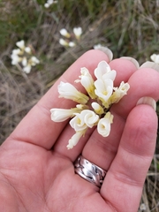 Physaria ovalifolia alba