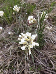 Physaria ovalifolia alba