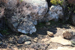 Pauridia gracilipes gracilipes