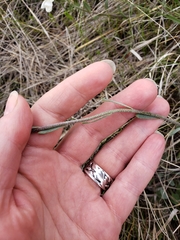 Physaria ovalifolia alba