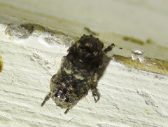 Toxonotus cornutus