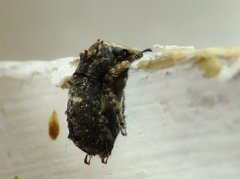 Toxonotus cornutus