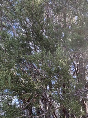 Cupressus forbesii