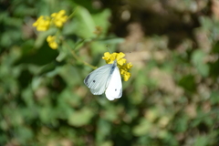 Pieris pseudorapae