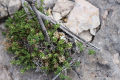 Stenaria mullerae pooleana
