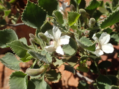 Goodenia grandiflora