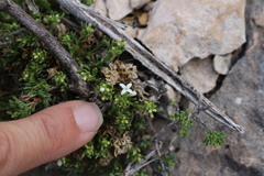 Stenaria mullerae pooleana