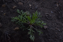 Matricaria discoidea