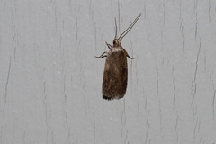 Agonopterix canadensis