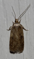 Agonopterix canadensis