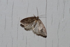 Semioscopis megamicrella