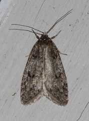 Semioscopis megamicrella
