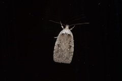 Agonopterix argillacea