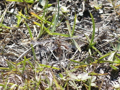 Phanogomphus minutus