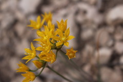 Allium coryi