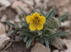 Senna pumilio