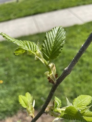 Ulmus americana