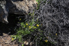 Pauridia gracilipes gracilipes