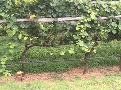 Vitis vinifera vinifera