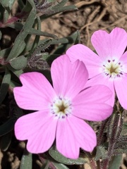 Phlox woodhousei