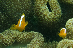 Amphiprion sandaracinos