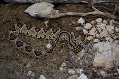 Crotalus tzabcan